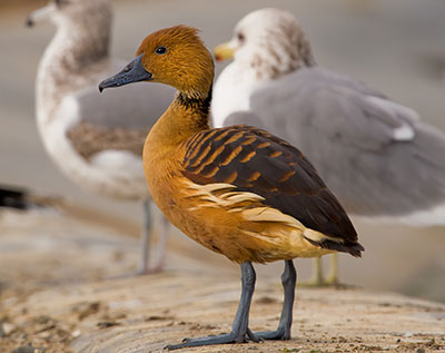 fulvous whistling duck photo